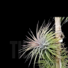 Tillandsia ionantha v. stricta