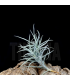 Tillandsia paleacea III