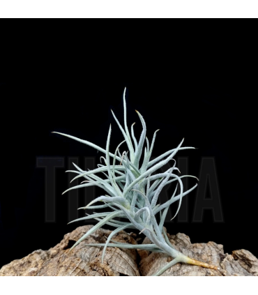 Tillandsia paleacea III