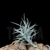 Tillandsia paleacea III
