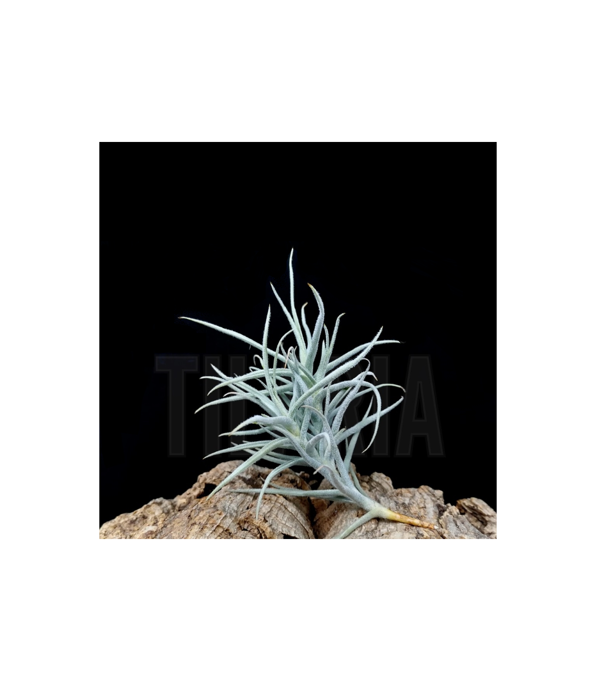 Tillandsia paleacea III