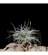 Tillandsia recurvata