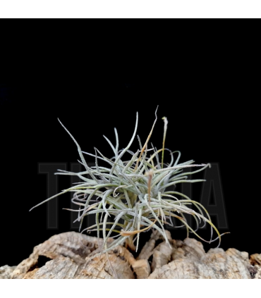 Tillandsia recurvata