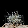 Tillandsia recurvata