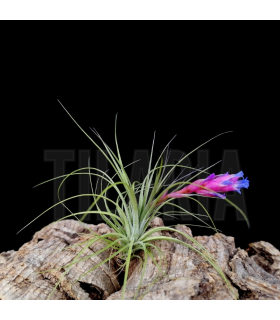 Tillandsia stricta 'soft leaf'