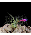 Tillandsia stricta 'soft leaf'
