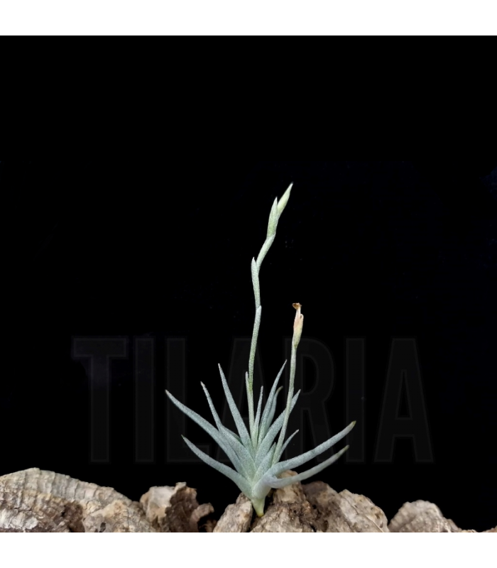 tillandsia-loliacea-x-crocata.jpg