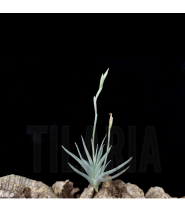 Tillandsia loliacea x crocata
