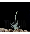 Tillandsia loliacea x crocata