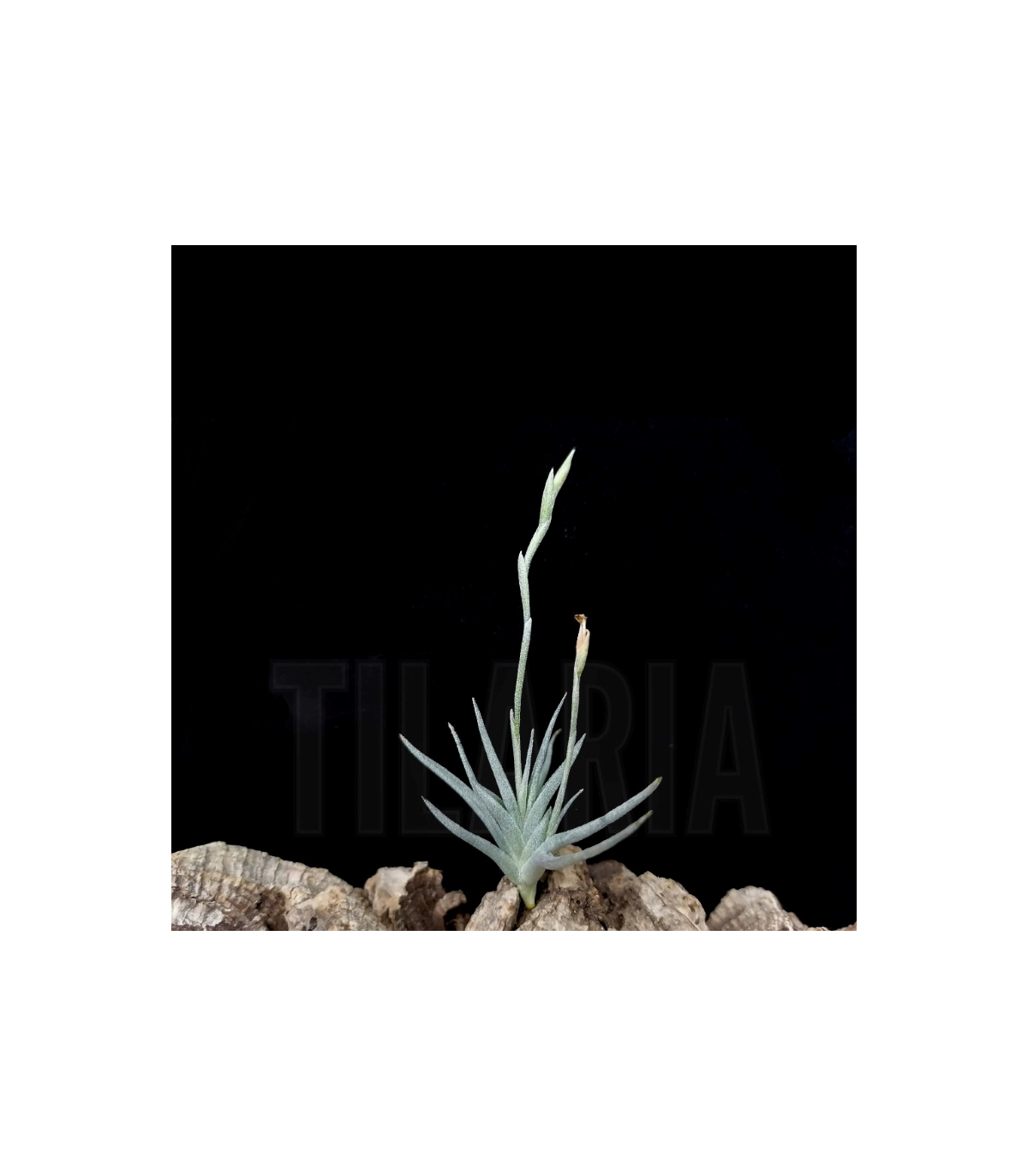 Tillandsia loliacea x crocata