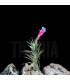 Tillandsia tenuifolia v. vaginata