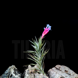 Tillandsia tenuifolia v. vaginata
