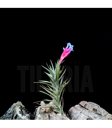 Tillandsia tenuifolia v. vaginata