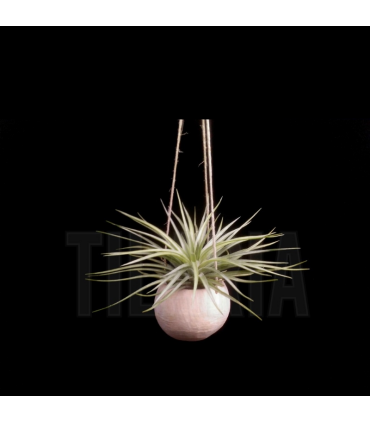 Canon Ball Hanger