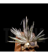 Tillandsia lanuginosa