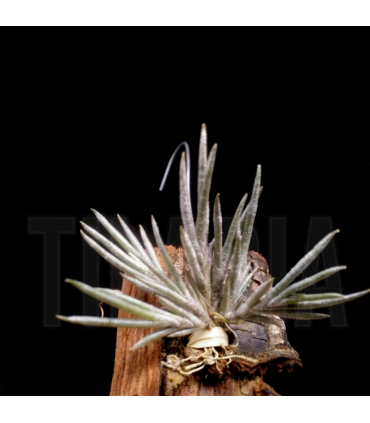 Tillandsia lanuginosa
