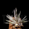 Tillandsia lanuginosa