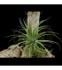 Tillandsia stricta 'hard leaf' x globosa