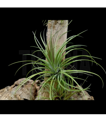 Tillandsia stricta 'hard leaf' x globosa