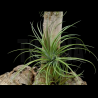 Tillandsia stricta 'hard leaf' x globosa