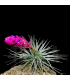 Tillandsia stricta 'hard leaf'