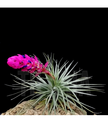Tillandsia stricta 'hard leaf'