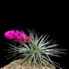 Tillandsia stricta 'hard leaf'