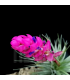Tillandsia stricta 'hard leaf'