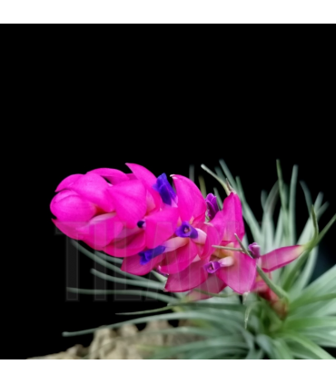Tillandsia stricta 'hard leaf'