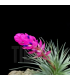 Tillandsia stricta 'hard leaf'