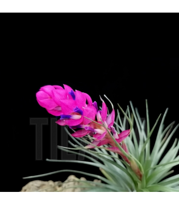 Tillandsia stricta 'hard leaf'