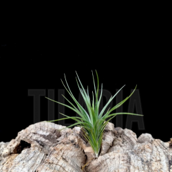 Tillandsia tenuifolia v. vaginata x Tillandsia tenuifolia v. amethyst