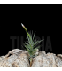 Tillandsia pardoi