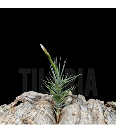 Tillandsia pardoi