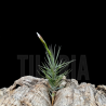 Tillandsia pardoi