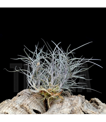 Tillandsia usneoides x recurvata
