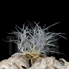 Tillandsia usneoides x recurvata