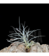Tillandsia usneoides x caliginosa