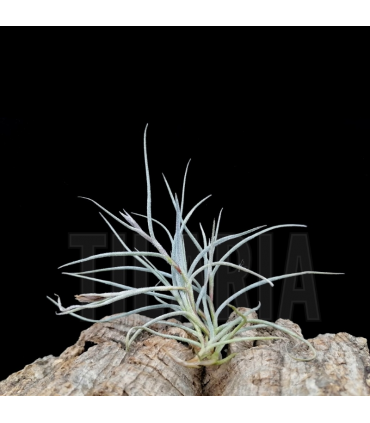 Tillandsia usneoides x caliginosa
