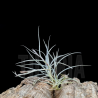 Tillandsia usneoides x caliginosa