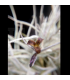 Tillandsia usneoides x caliginosa