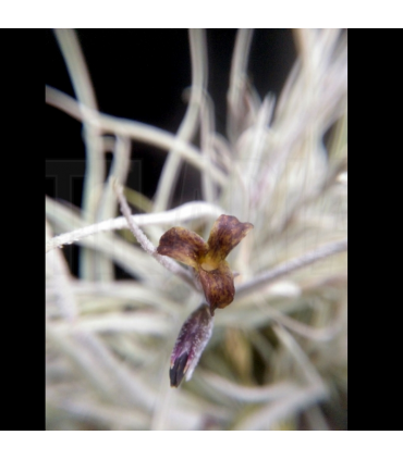 Tillandsia usneoides x caliginosa