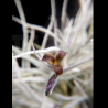 Tillandsia usneoides x caliginosa