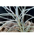 Tillandsia usneoides x caliginosa