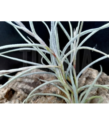 Tillandsia usneoides x caliginosa
