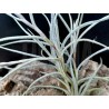 Tillandsia usneoides x caliginosa
