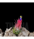 Tillandsia ionantha v. stricta f. fastigiata (syn. 'peanut'