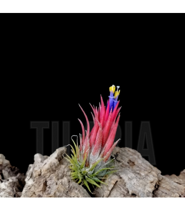 Tillandsia ionantha 'peanut'