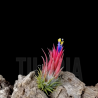 Tillandsia ionantha v. stricta f. fastigiata (syn. 'peanut'