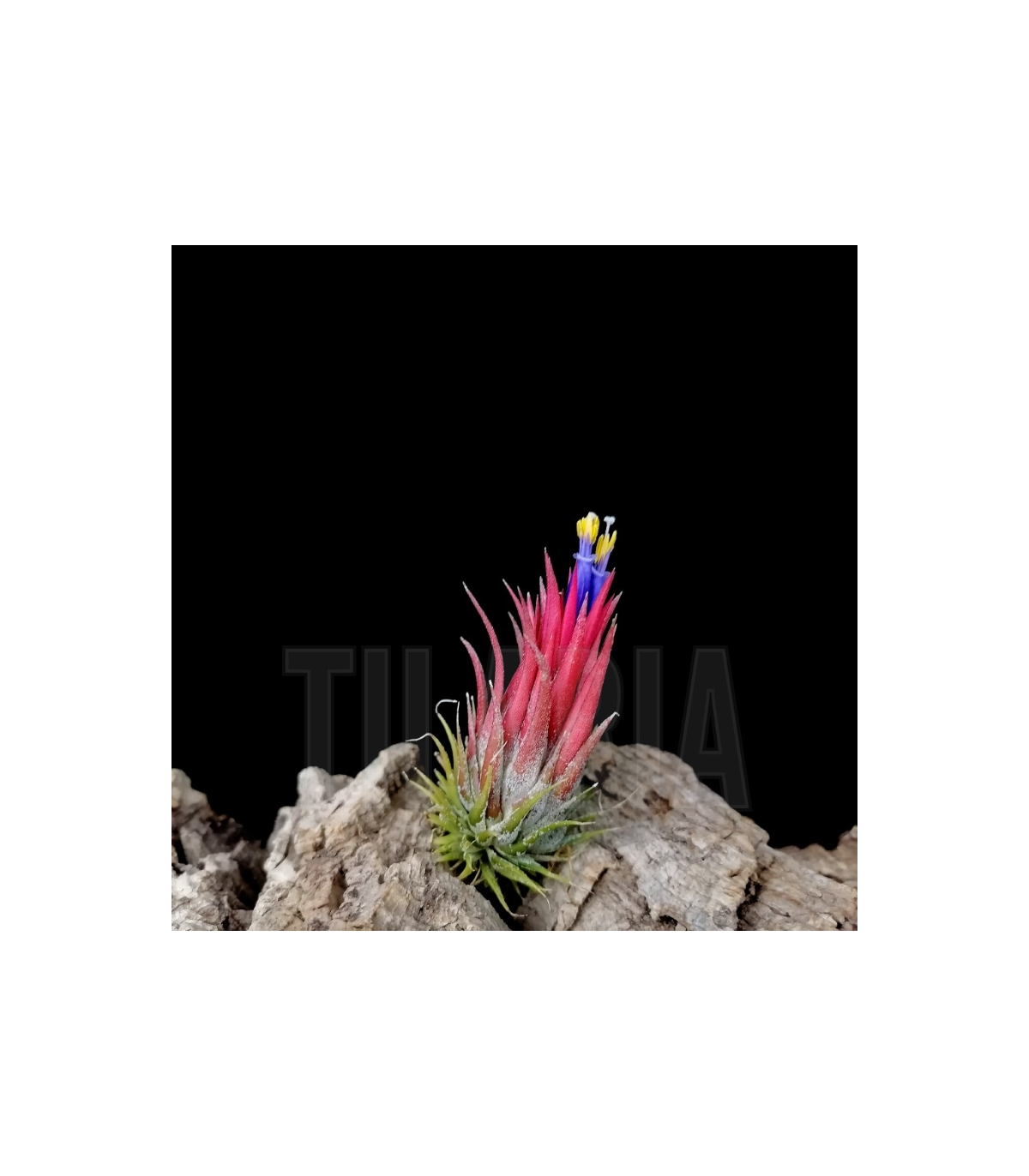 Tillandsia ionantha 'peanut'